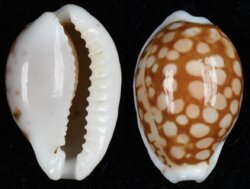 Cribrarula comma toliarensis