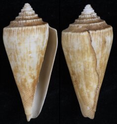 Profundiconus neotorquatus