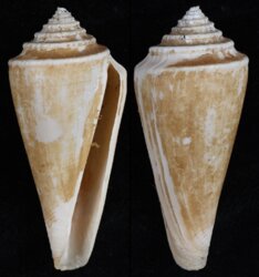 Profundiconus neotorquatus