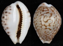 Cribrarula pellisserpentis