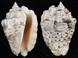 Lentigo lentiginosus