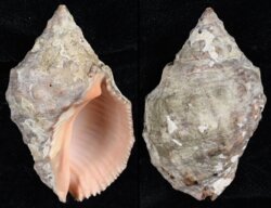 Stramonita haemostoma