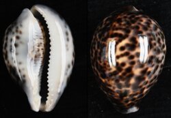 Cypraea tigris tigris