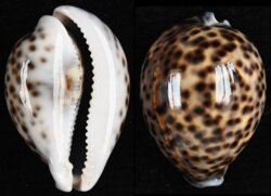 Cypraea tigris tigris