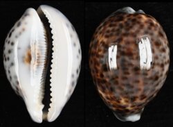 Cypraea tigris tigris
