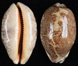 Leporicypraea rosea ultraviola