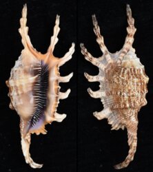 Lambis scorpius indomaris