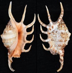 Lambis crocata crocata