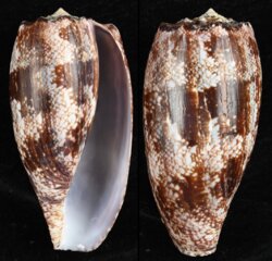 Gastridium geographus