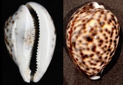 Cypraea tigris tigris