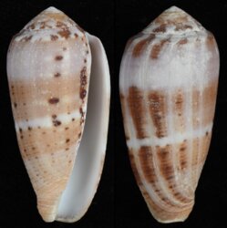 Pionoconus circumcisus