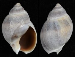 Buccinanops globulosum