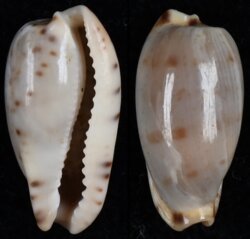 Erronea rabaulensis