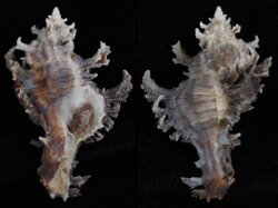 Chicoreus banksii