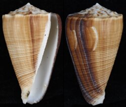 Conus sulcatus