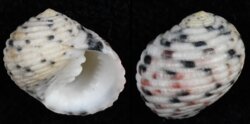 Nerita versicolor
