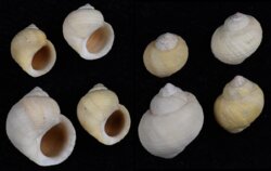 Littorina saxatalis saxatalis