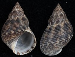 Littorina scabra