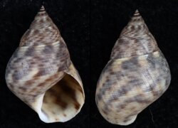 Littorina angulifera