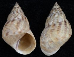 Littorina angulifera