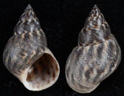 Littorina angulifera