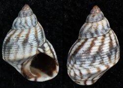 Littorina ziczac