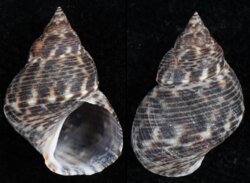 Littorina scabra