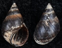 Littorina lineolata