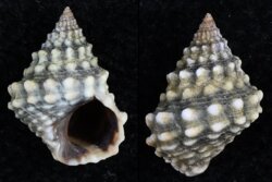 Nodilittorina tuberculata