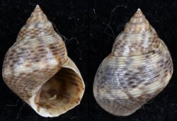 Littorina angulifera