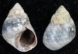 Littorinia unifasciata antipodum