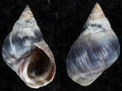 Littorinia unifasciata antipodum