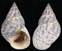 Littorina angulifera