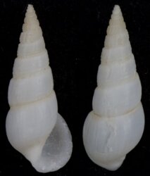 Rissoina gigantea