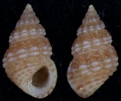 Alvania lineata