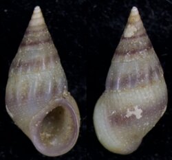 Rissoa violacea