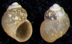 Hydrobia minuta