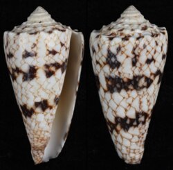 Conus nicobaricus