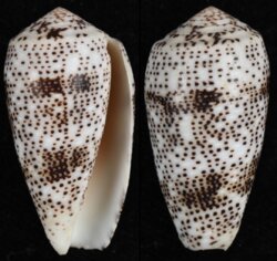 Pionoconus stercusmuscarum