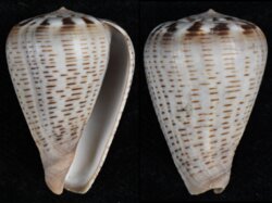 Dendroconus glaucus