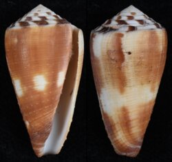 Strategoconus vitulinus