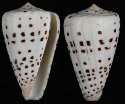 Tesselliconus eburneus