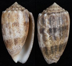 Puncticulus arenatus