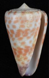 Tesselliconus aff tessulatus