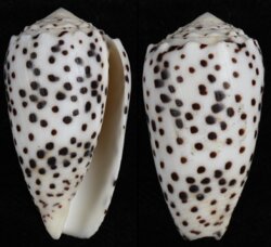 Puncticulus pulicarius