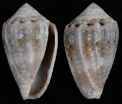 Virroconus coronatus