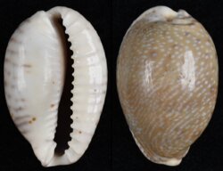 Naria erosa chlorizans