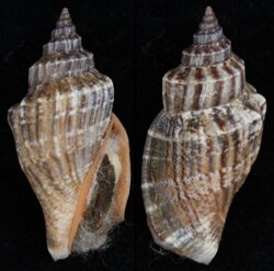 Canarium labiatum