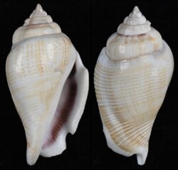 Gibberulus gibberulus gibberulus