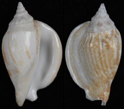 Labiostrombus epidromis